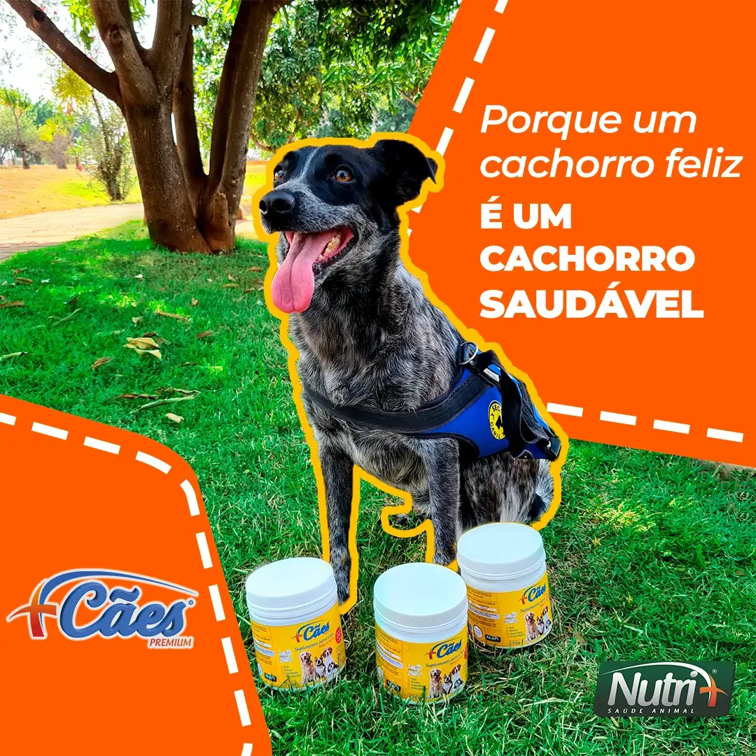 Foto cachorro