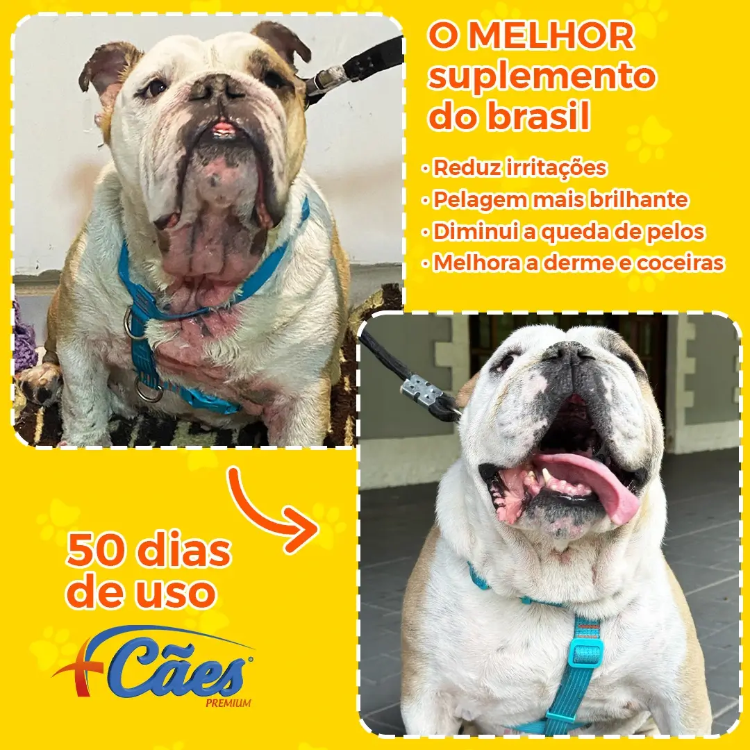 Foto cachorro