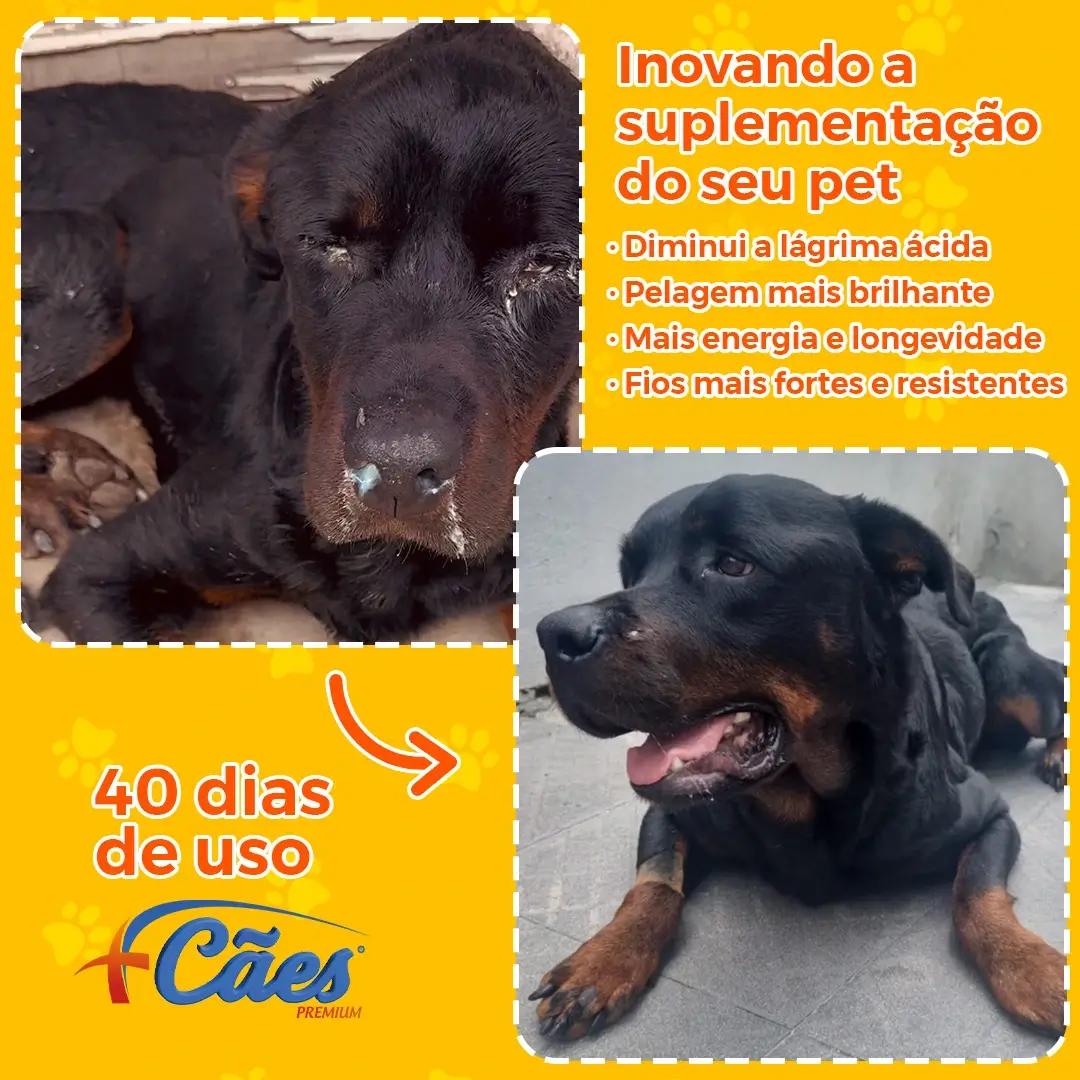 Foto cachorro
