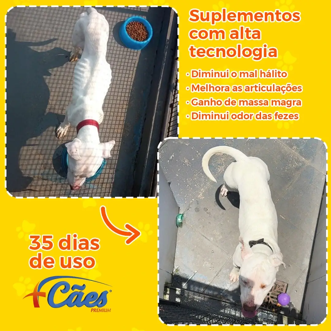 Foto cachorro