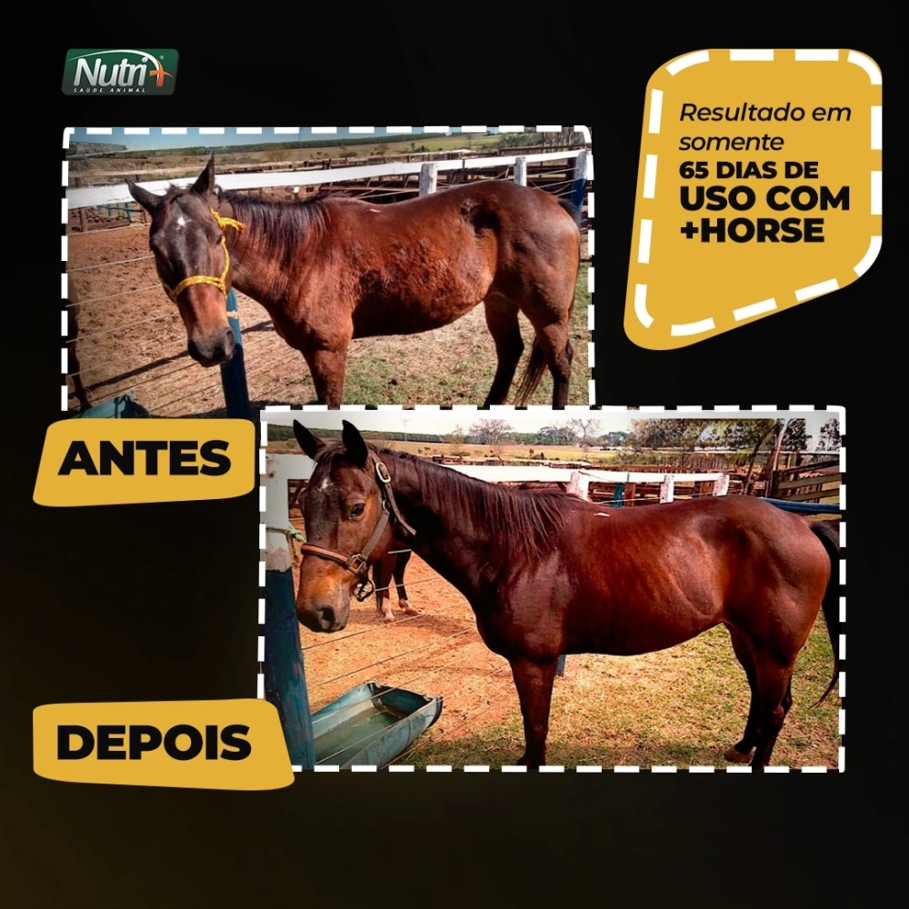 1KG DE SUPLEMENTO +HORSE (FRETE GRÁTIS)