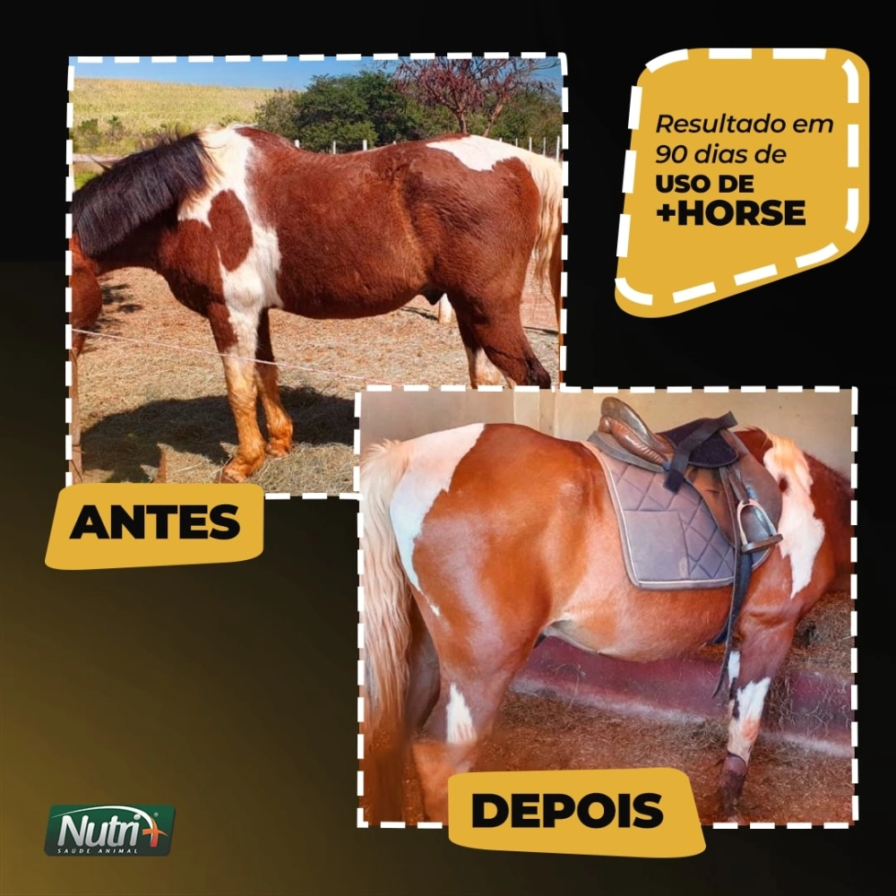 1KG DE SUPLEMENTO +HORSE (FRETE GRÁTIS)