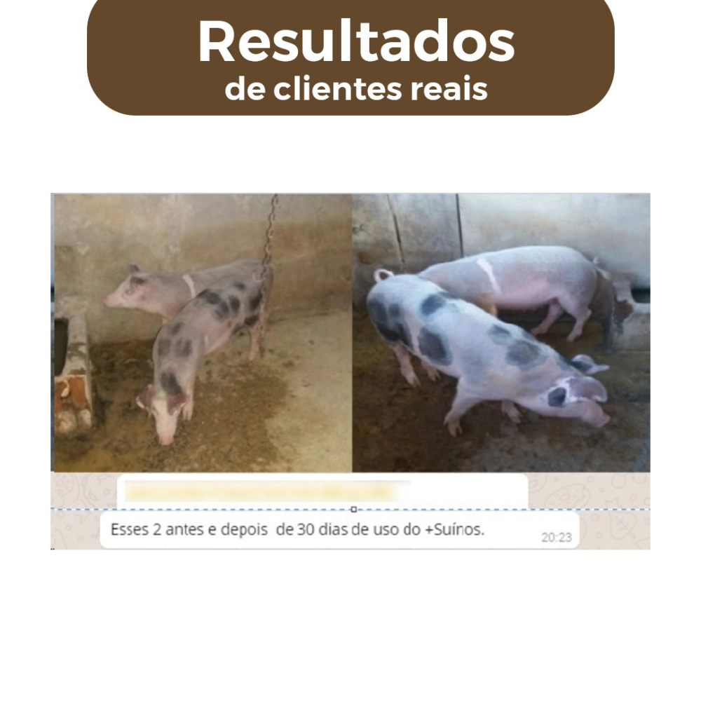 2 BALDES 5KG CADA DE CONCENTRADO +SUÍNOS (FRETE GRÁTIS)