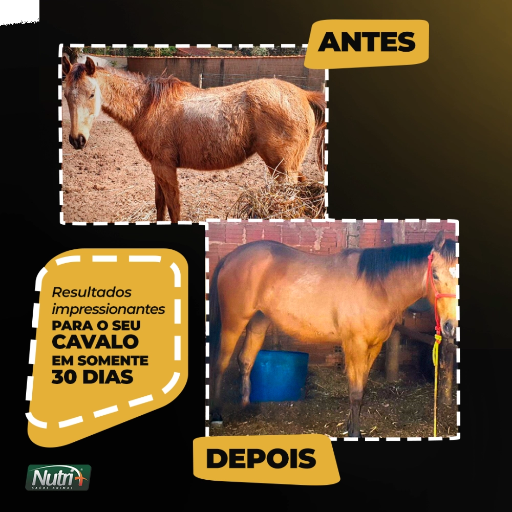 2 BALDES 5KG CADA DE +HORSE (FRETE GRÁTIS)