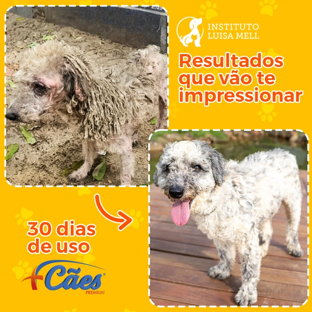 6 POTES 250G CADA DE SUPLEMENTO +CÃES (FRETE GRÁTIS)