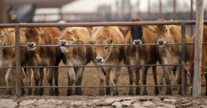 Pecuária de corte coloca Brasil como maior exportador de carne do mundo