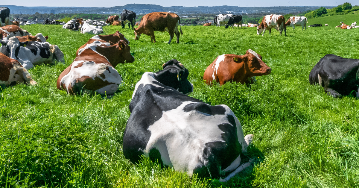 pecuária extensiva cria gado solto e pode alinhar práticas sustentáveis