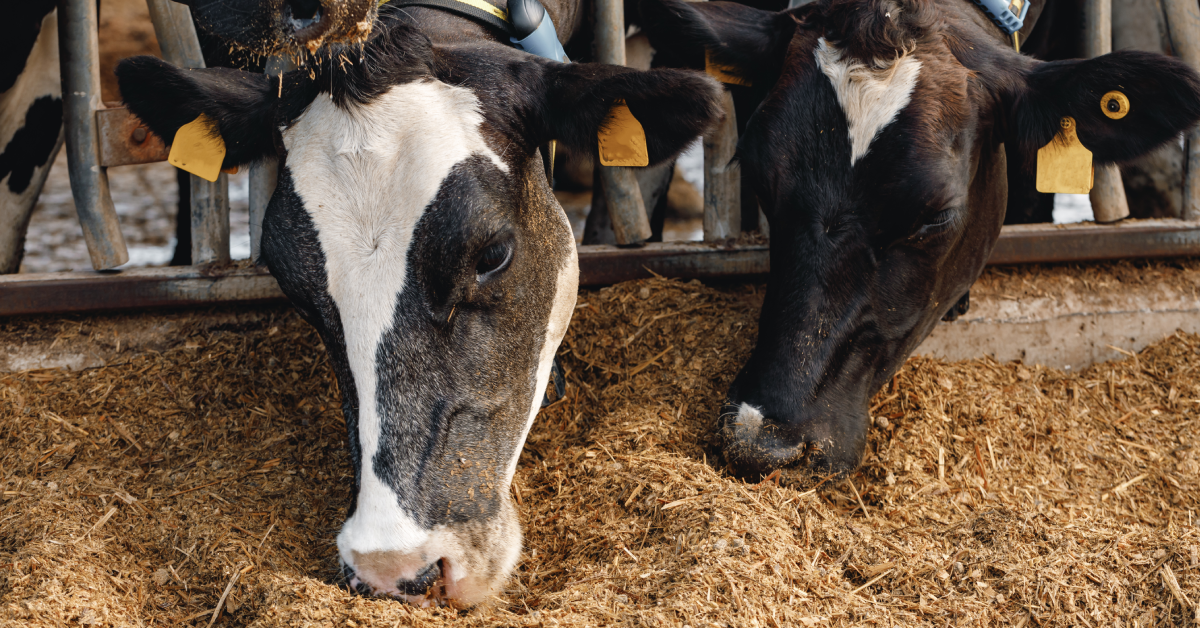 Pecuária intensiva tecnologia e melhoramento genético na criação do gado