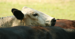 A sodomia bovina é comum em confinamentos mas pode ser controlada