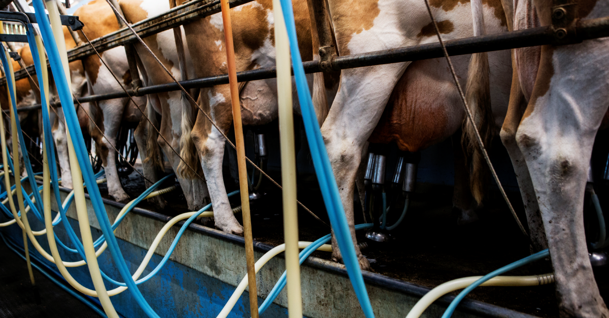 Controle leiteiro é eficaz para selecionar as vacas dentro da propriedade