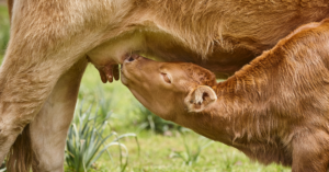 Colostro produzido pela vaca transmite anticorpos e nutrientes ao bezerro
