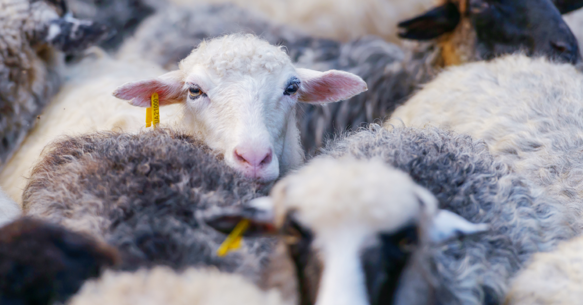 Para combater a verminose em ovinos invista na prevenção e imunidade