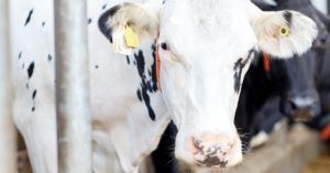 Pecuária bovina segue em expansão fomentando o agronegócio do Brasil