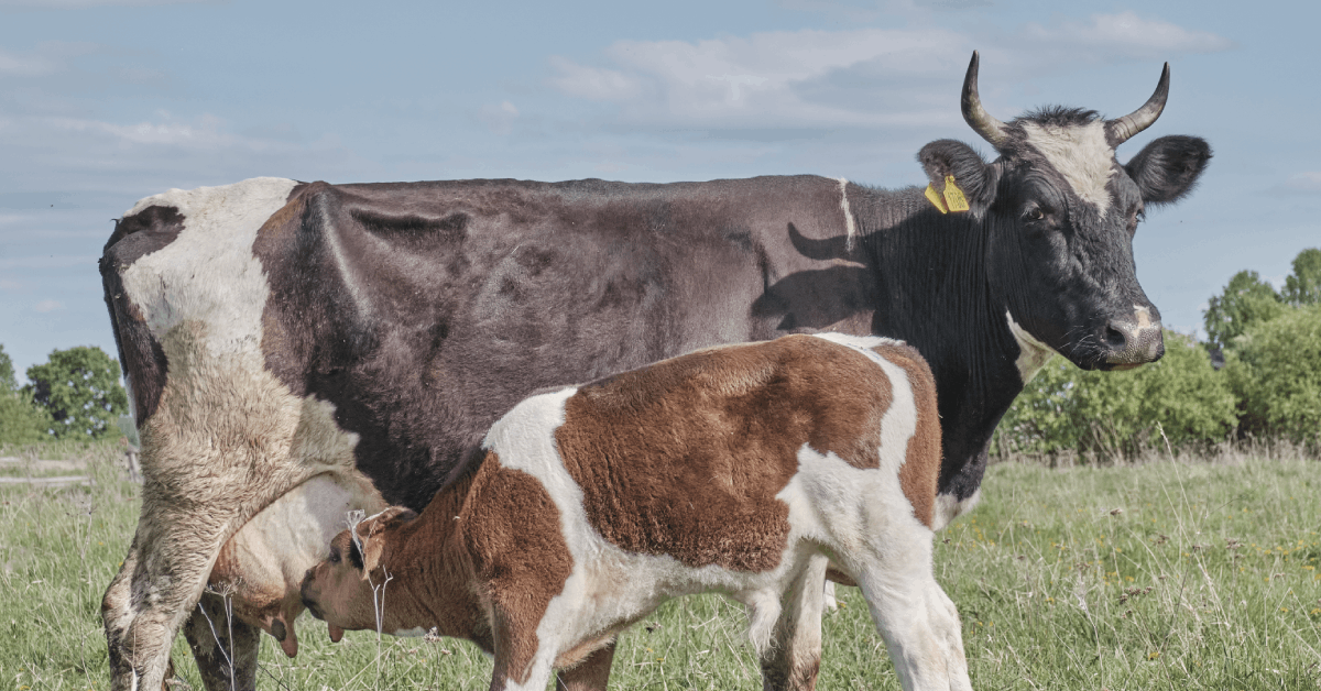 Terapia da vaca seca: Uso de antibióticos previnem e combatem a mastite