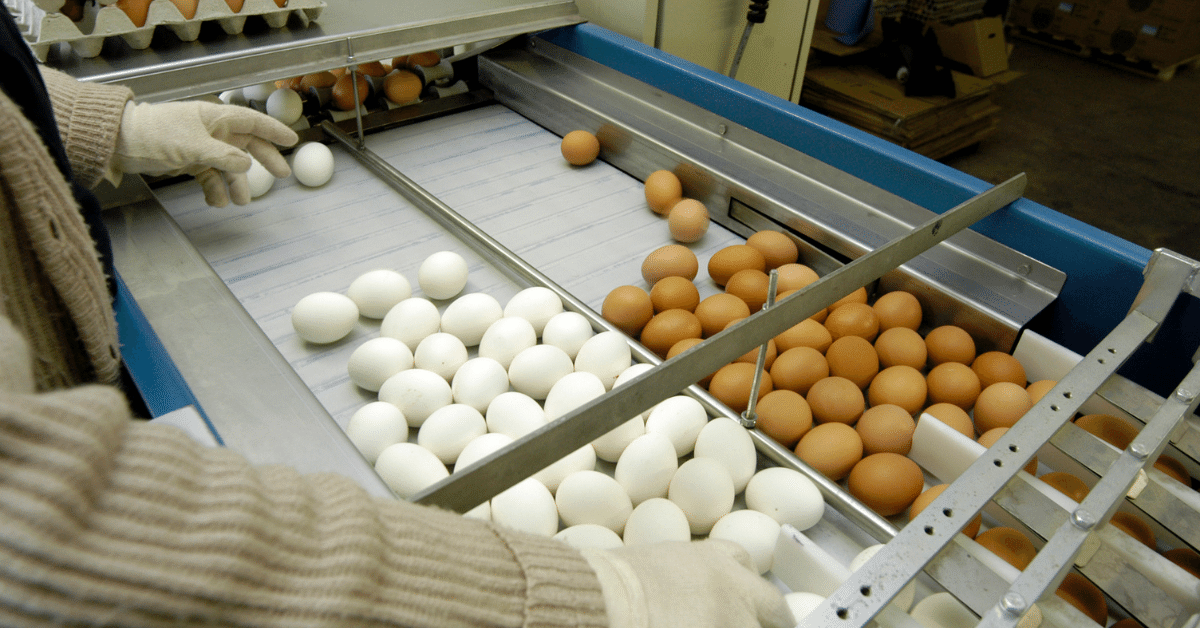 Produtores devem fazer um rigoroso controle de qualidade dos ovos