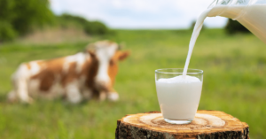 Qualidade do leite Saiba quais ações do cotidiano podem melhorá-la