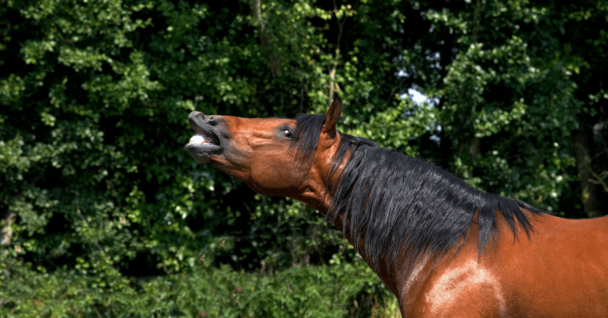 Reflexo de flehmen em cavalos está aliado ao seu comportamento reprodutivo