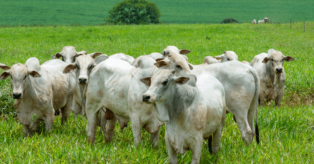 Mercado pecuário no Brasil