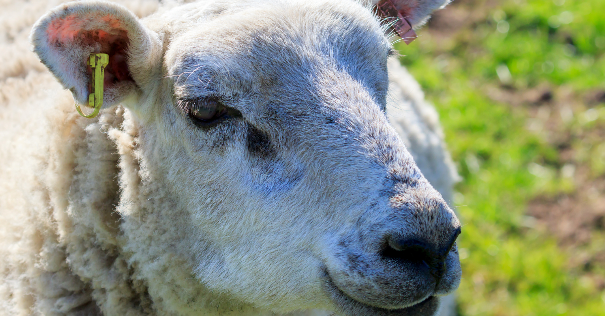 Método famacha é um aliado do produtor ao cuidar da saúde dos ovinos