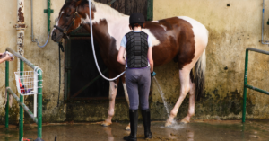 Dar banho em cavalos: entenda porque é tão importante