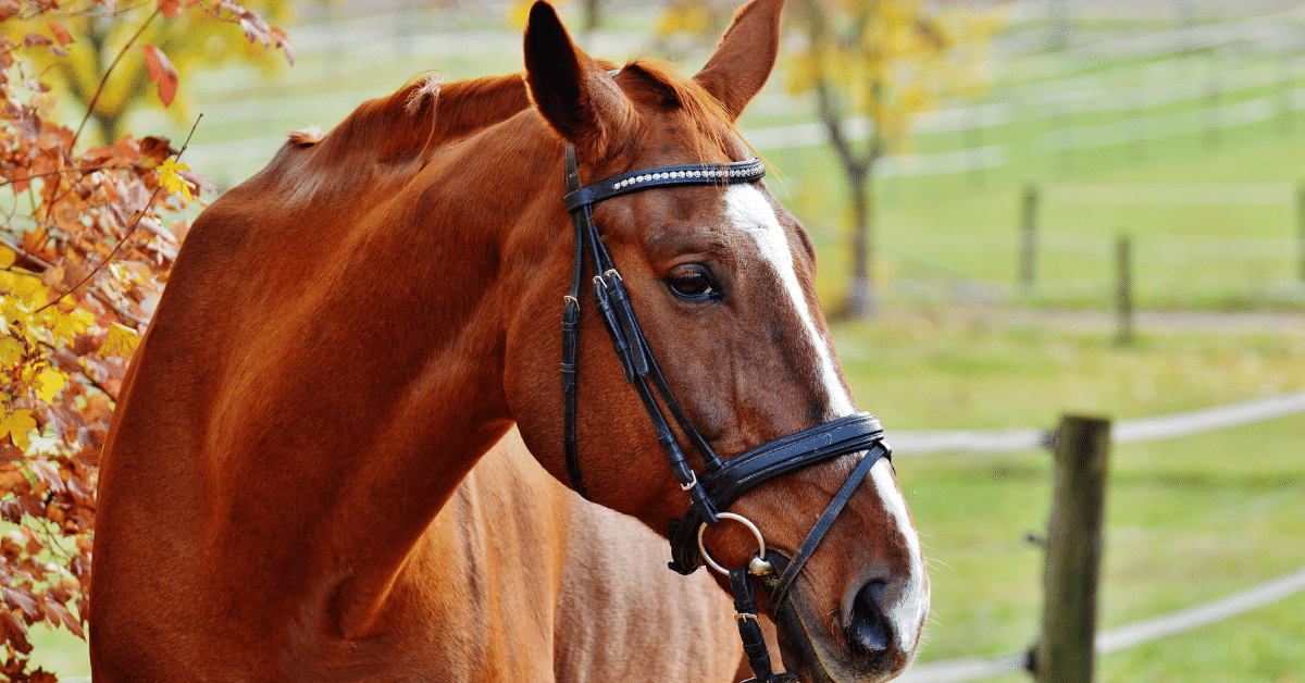 Fazer a tosa do cavalo regularmente é uma necessidade ou apenas capricho