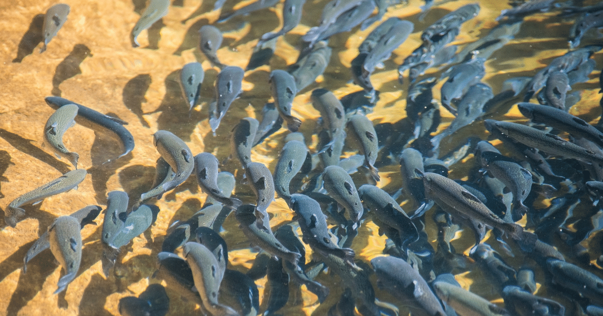 Reversão sexual de alevinos faz peixes chegarem ao abate mais rápido