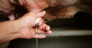 pecuária leiteira veja dicas para aumentar a produção de leite das vacas
