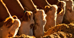 vermifugação dos bovinos é um investimento na saúde do rebanho