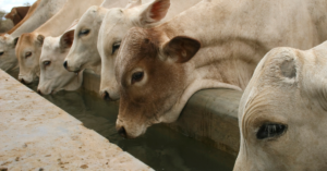 a água é fundamental para a boa saúde e produtividade dos bovinos