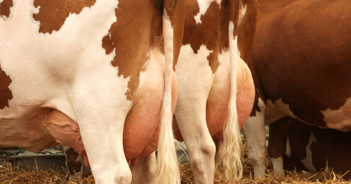 conheça as principais raças bovinas de leite e saiba em qual investir