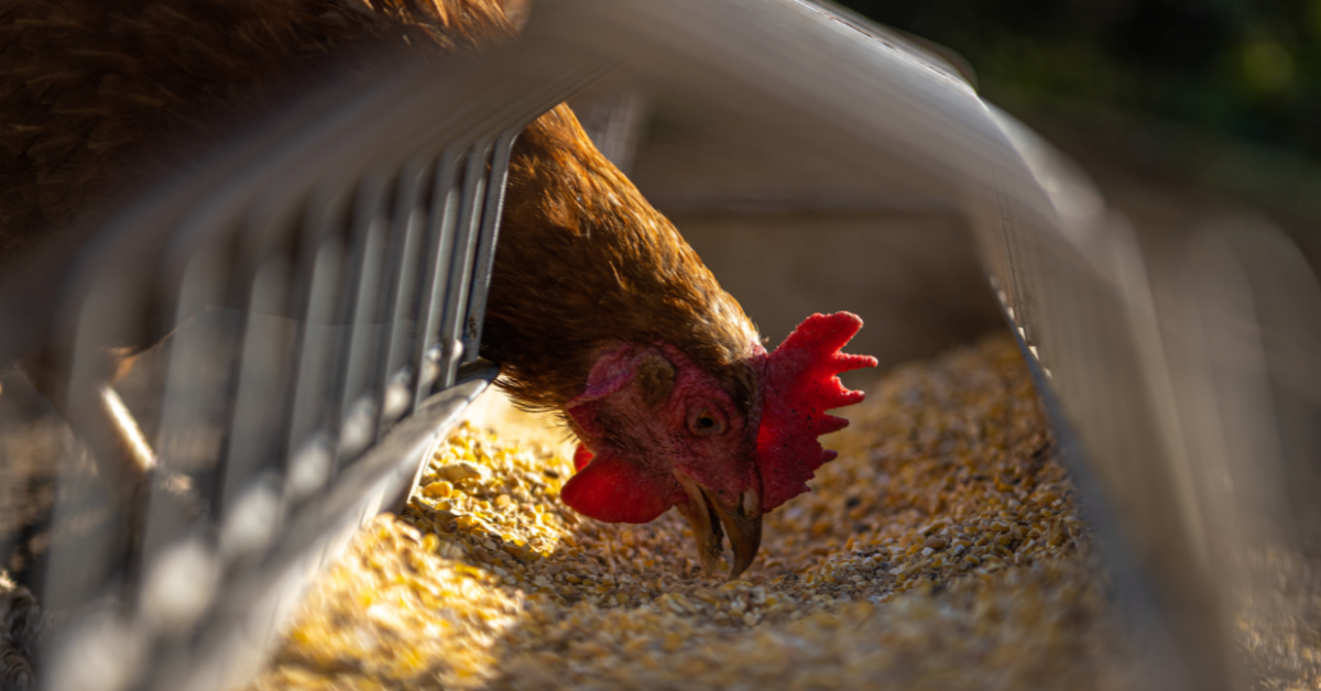 frangos que recebem nutrição adequada chegam mais rápido ao abate