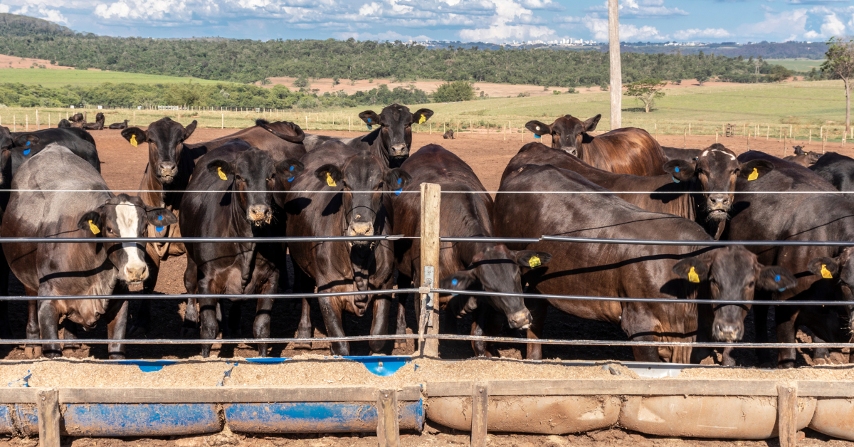 Conheça as vantagens e desvantagens de criar gado em confinamento