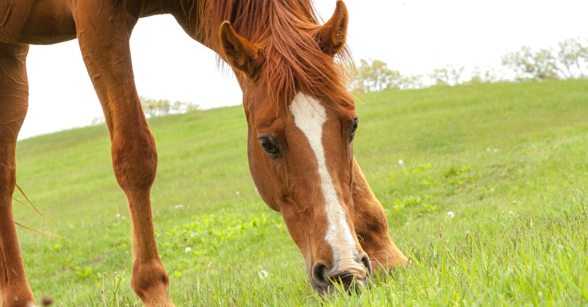 a correta vermifugação dos cavalos afasta o risco de ataque dos parasitas
