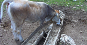 bovinos precisam ingerir sal para a manutenção da sua saúde e peso